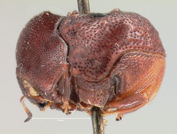 Media type: image; Entomology 9360   Aspect: habitus lateral view